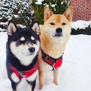 Meet your Posher, Lufei